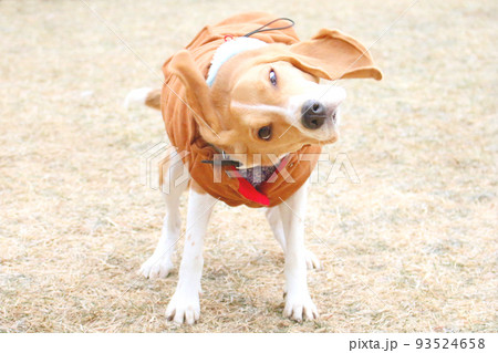 変顔のビーグル犬 93524658