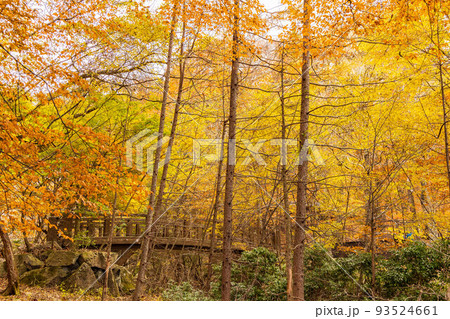 国内屈指の観光地　奥日光の秋　紅葉の英国大使館別荘記念公園 93524661