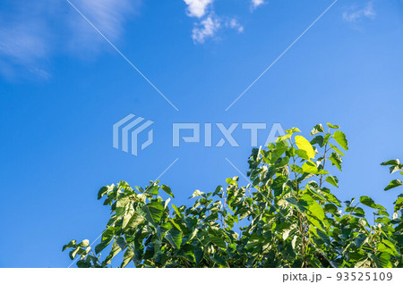 夏の桑の木 93525109