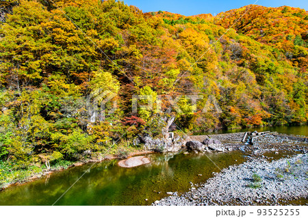 秋田県仙北市　紅葉に染まる抱返り渓谷 93525255