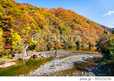 秋田県仙北市　紅葉に染まる抱返り渓谷 93525256
