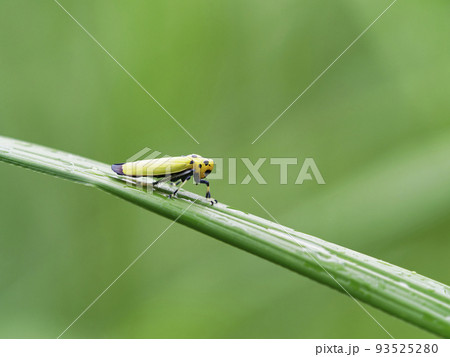 ツマグロオオヨコバイ 93525280