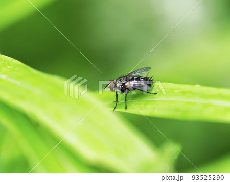 ハエ ハエ 93525290