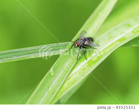 ハエ ハエ 93525321