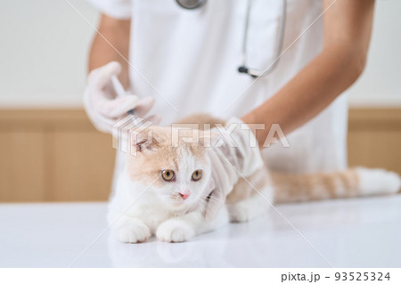 子猫に注射を打つアジア人獣医師 子猫に注射を打つアジア人獣医師 93525324