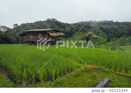 Rice field vacation, people at huts and rice terraces Rice field vacation, people at huts and rice terraces 93525344