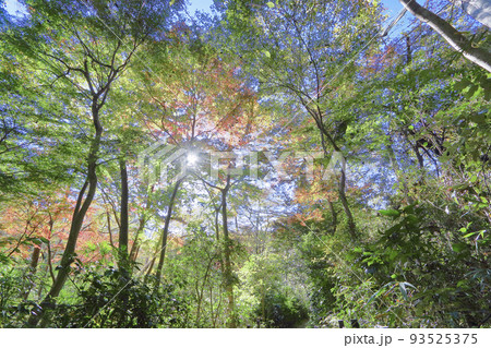 自然教育園に射す日光 93525375