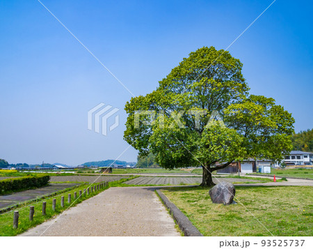 【史跡】伝飛鳥板蓋宮跡　世界遺産暫定リスト「飛鳥・藤原の宮都とその関連資産群」　奈良県明日香村 93525737