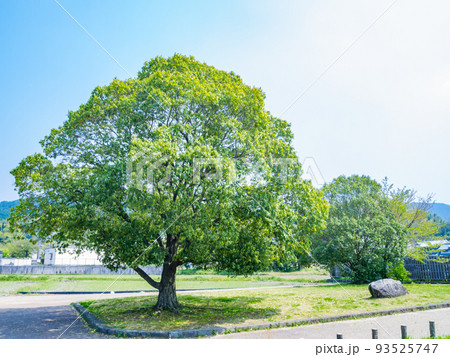 【史跡】飛鳥宮跡(伝飛鳥板蓋宮跡) 世界遺産「飛鳥・藤原の宮都とその関連資産群」 奈良県明日香村 【史跡】飛鳥宮跡(伝飛鳥板蓋宮跡) 世界遺産「飛鳥・藤原の宮都とその関連資産群」 奈良県明日香村 93525747