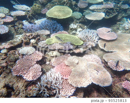 白化進行中ーパステルカラーになった珊瑚礁 93525813