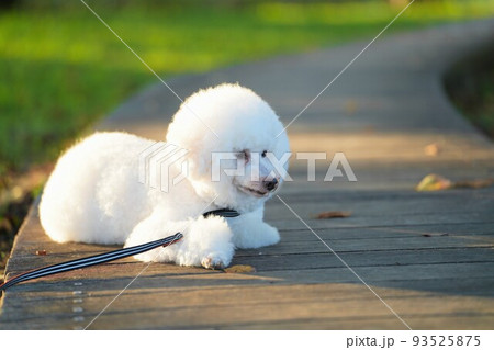 夏の夕暮れ 公園のデッキで休む白犬 夏の夕暮れ 公園のデッキで休む白犬 93525875