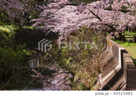 大阪府豊中市・桜の咲く天竺川の風景 93525983