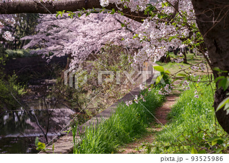 大阪府豊中市・桜の咲く天竺川の風景 大阪府豊中市・桜の咲く天竺川の風景 93525986