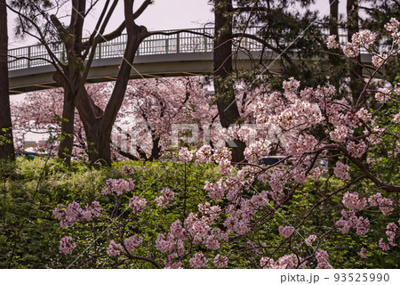 大阪府豊中市・桜の咲く天竺川と新蒟蒻橋の風景 93525990