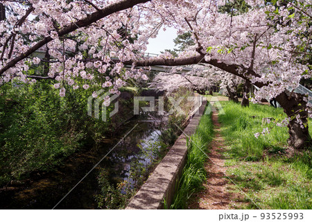 大阪府豊中市・桜の咲く天竺川と新蒟蒻橋の風景 大阪府豊中市・桜の咲く天竺川と新蒟蒻橋の風景 93525993