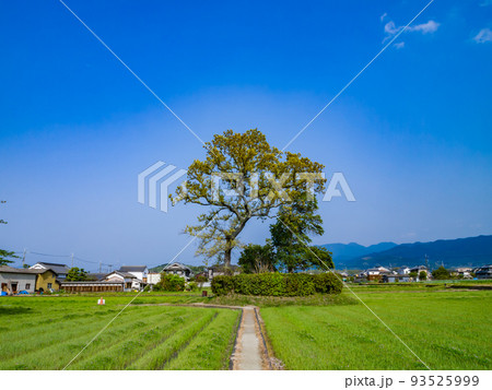 【特別史跡】本薬師寺跡　世界遺産暫定リスト「飛鳥・藤原の宮都とその関連資産群」　奈良県橿原市 93525999