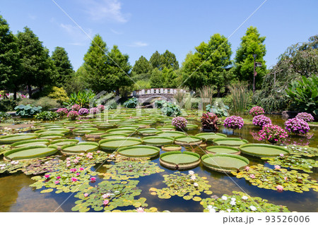 みずの森 パラグアイオニバス みずの森 パラグアイオニバス 93526006