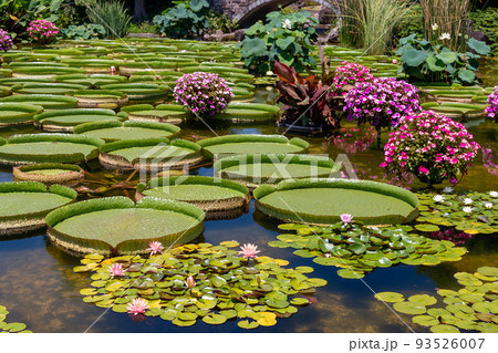 みずの森 パラグアイオニバス みずの森 パラグアイオニバス 93526007
