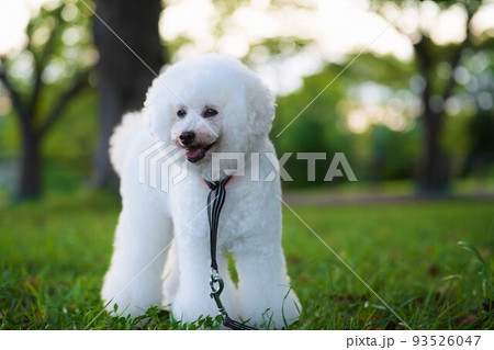 夏の夕暮れ 木陰で微笑む白犬 夏の夕暮れ 木陰で微笑む白犬 93526047