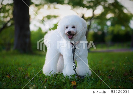 夏の夕暮れ 木陰で微笑む白犬 夏の夕暮れ 木陰で微笑む白犬 93526052