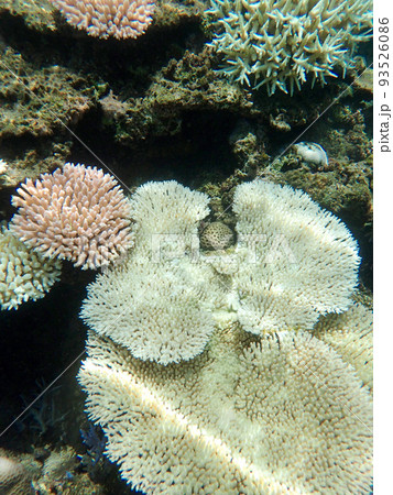 白化したテーブルサンゴ 93526086