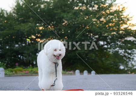微笑む白犬 微笑む白犬 93526546