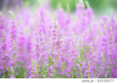 ミソハギ 93526577