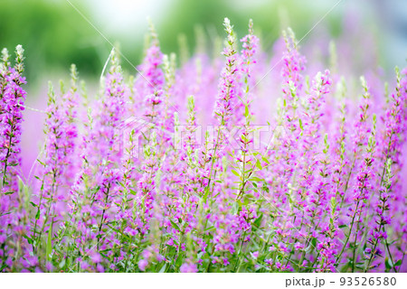 ミソハギ 93526580