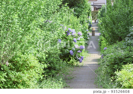 新緑生い茂る文蔵3丁目緑道 93526608