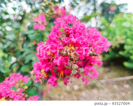 サルスベリの花 93527004