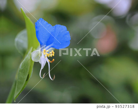 ツユクサ 93527318