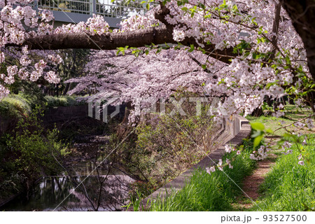 大阪府豊中市・桜の咲く天竺川の風景 大阪府豊中市・桜の咲く天竺川の風景 93527500