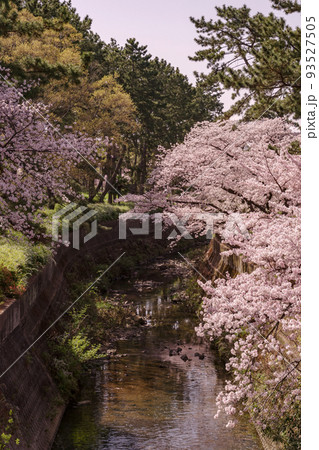 大阪府豊中市・桜の咲く天竺川の風景 93527505