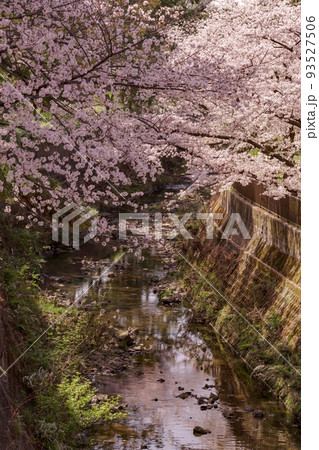 大阪府豊中市・桜の咲く天竺川の風景 大阪府豊中市・桜の咲く天竺川の風景 93527506