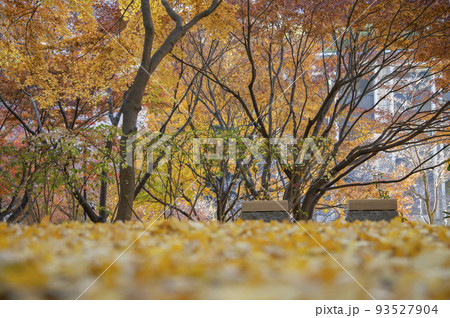 紅葉したイチョウの葉 清水谷公園 秋 東京都千代田区紀尾井町 紅葉したイチョウの葉 清水谷公園 秋 東京都千代田区紀尾井町 93527904