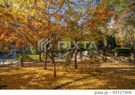 清水谷公園 秋 東京都千代田区紀尾井町 清水谷公園 秋 東京都千代田区紀尾井町 93527906