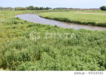よく晴れた夏の雑草の生い茂る河川敷 よく晴れた夏の雑草の生い茂る河川敷 93528162