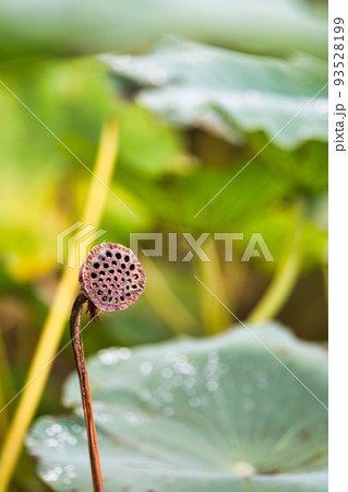 蓮の花 93528199