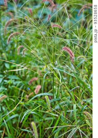 蓮の花 蓮の花 93528658