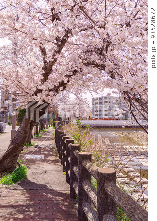 春・川沿いの桜並木道 93528672