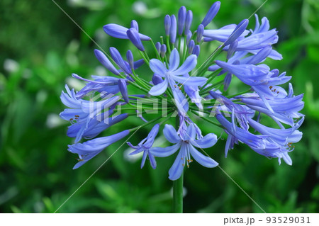 ロマンチックな花 ロマンチックな花 93529031