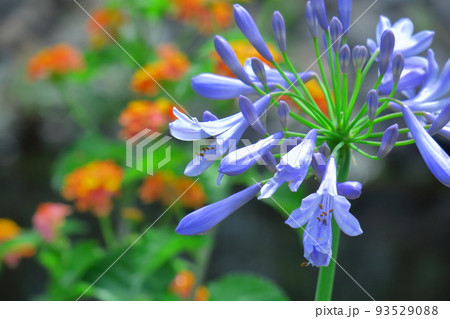 ロマンチックな花 93529088