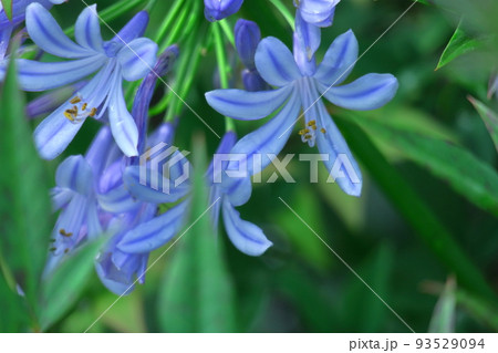 ロマンチックな花 ロマンチックな花 93529094