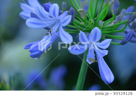 ロマンチックな花 ロマンチックな花 93529126