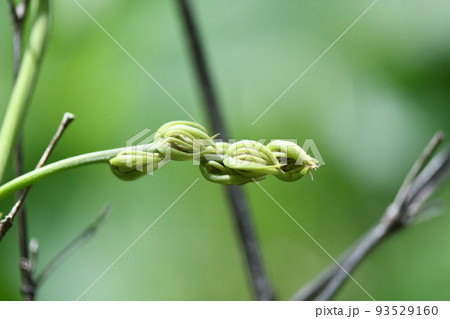 ムクナ豆の花（つぼみ） 93529160