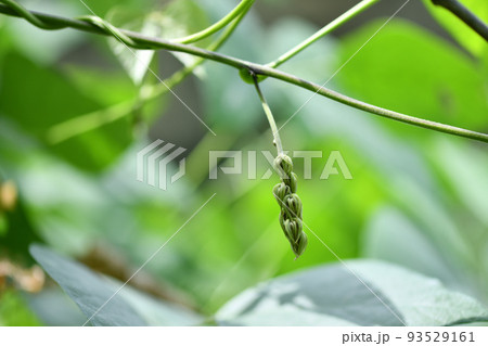 ムクナ豆の花（つぼみ） 93529161