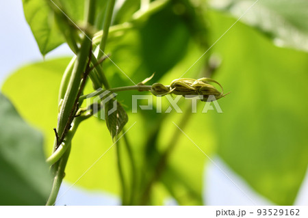 ムクナ豆の花（つぼみ） 93529162
