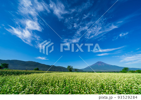 爽やかな青空に蕎麦畑と富士山 93529284