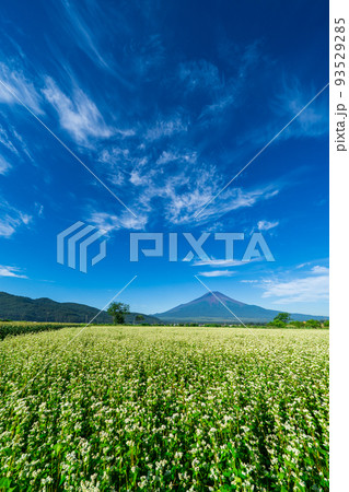 蕎麦畑と夏富士 93529285