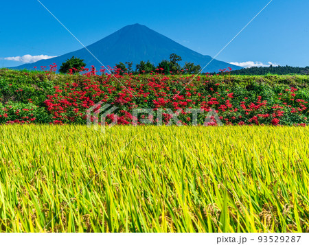 彩ずく稲穂と彼岸花に富士山 93529287